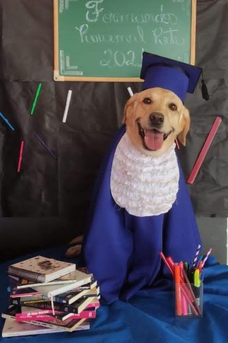 O ensaio de formatura teve direito a beca, diploma e petiscos caninos. — Foto: Reprodução
