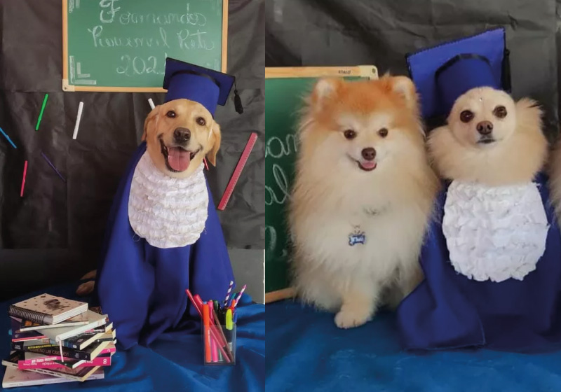 Pets ganham formatura em creche. — Foto: Reprodução