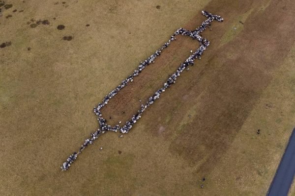 Um pastor de ovelhas fez uma seringa gigante com suas ovelhas para pedir que a população da Alemanha se vacine contra a Covid - Foto: Philipp Schulze / picture alliance via Getty Images