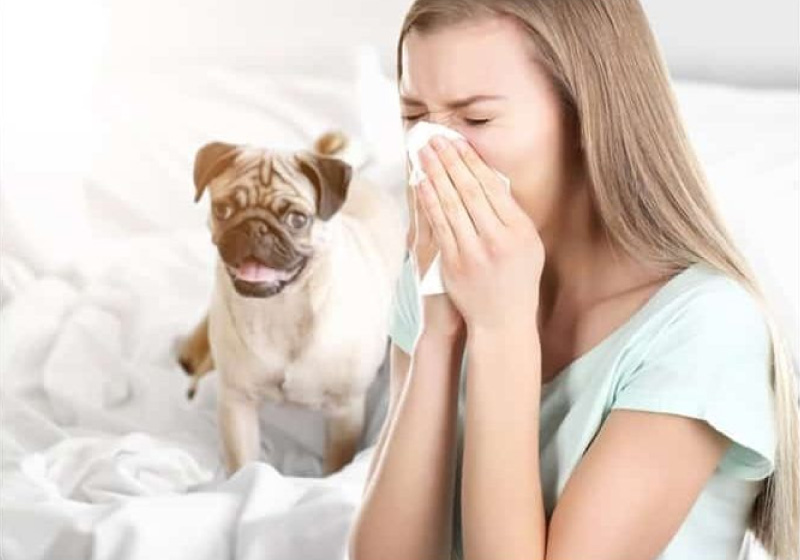 Alergia a cães: pesquisadores descobriram uma proteína capaz de bloquear alérgenos no corpo humano - Foto: Getty Image