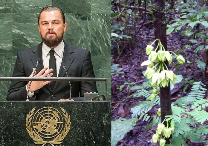 O ator Leonardo DiCaprio foi homenageado por cientistas com o nome dele em uma nova espécie de árvore tropical - Foto: reprodução