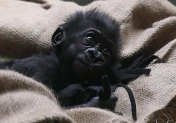 O bebê gorila, agora com a família, foi chamado de Baby G - Foto: Zoo Cleveland Metroparks