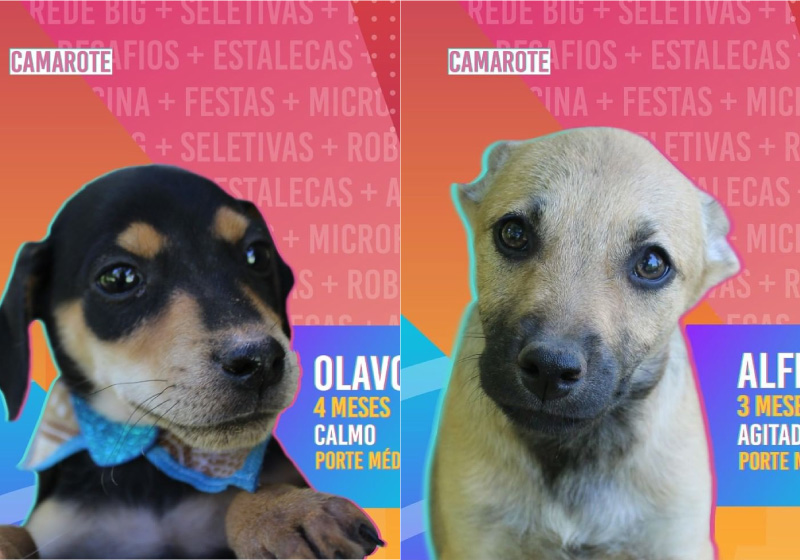 A prefeitura lançou uma campanha de adoção chamada Big Dog Brasil, inspirada no BBB - Foto: Prefeitura de Novo Hamburgo