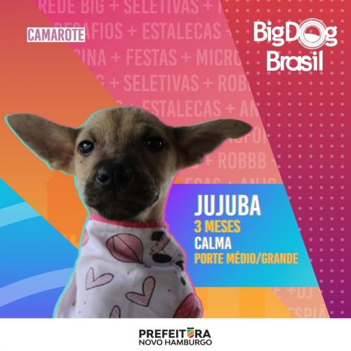 Foto: Prefeitura de Novo Hamburgo