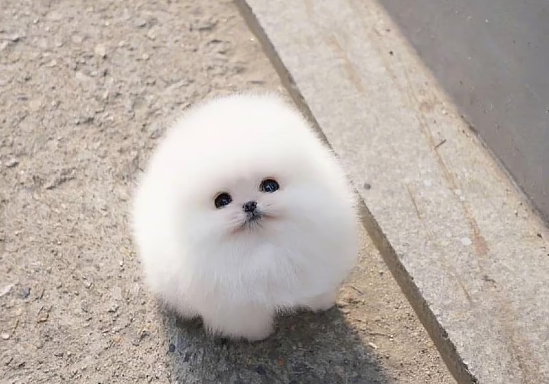 O cãozinho Snowball é uma verdadeira bolinha de algodão que está fazendo sucesso nas redes sociais - Foto: @miniteacuppuppy_official