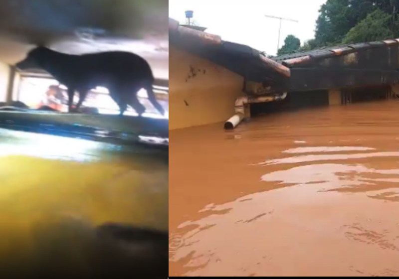 O cachorro estava preso no teto da loja inundada e o bombeiro foi até lá para resgatado-lo - Foto: reprodução / Instagram