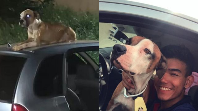 Vitor e o seu novo amigo, o Heineken, o cão que protegeu o carro roubado do Vitor - Fotos: Reprodução/ Instagram