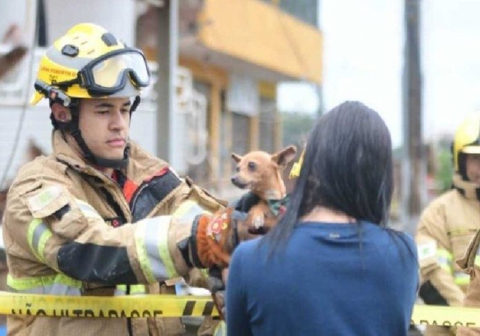 Bombeiro entrega à dona o cãozinho resgatado do prédio que desabou em Taguatinga / DF - Foto: Ed Alves