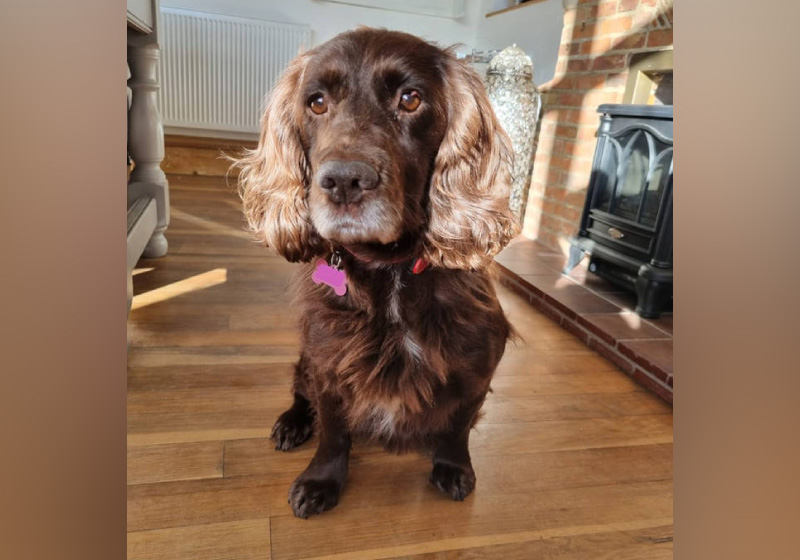 A cadela roubada desapareceu em 2013. Depois de 08 anos, os tutores conseguiram encontrá-la - Foto: arquivo pessoal