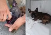 Kyra é o nome do cão desfalecido que a policia salvou. Ele foi trancado dentro de um carro no calor de Camboriú - Foto PM de SC