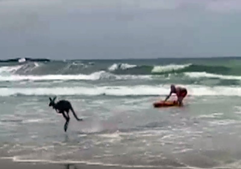 A salva-vidas iniciante Lillian resgatou o canguru que caiu no mar na Austrália - Foto: reprodução / ABC