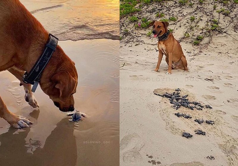 O cão caramelo ajuda tartarugas recém-nascidas a chegarem na água do mar - Foto: Reprodução/ Instagram @solovino_dog