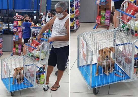 O carrinho adaptado para pets no supermercado conquistou os clientes - Foto: Reprodução Facebook/@Tania Furtado