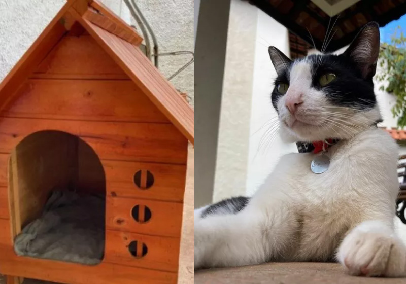 Tutores compravam casinha para Frajola para atender à decisão judicial inédita — Foto: Reprodução