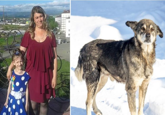 Vika se perdeu a de 800 metros de sua casa quando e foi salva por um cão vira-lata durante um frio abaixo de zero - Foto: The Siberian Times