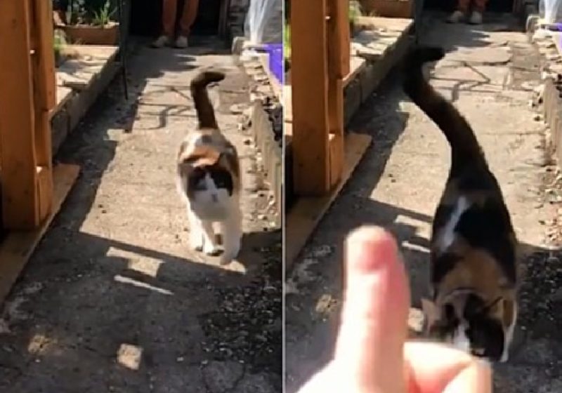 Trecho do vídeo da gata surda Kafka atendendo ao chamado do tutor na língua de sinais - FotoL reprodução / Caters