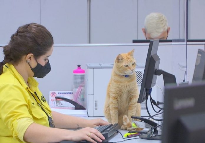 O gato Bino virou funcionário do Poupatempo, ganhou crachá e ajuda a acalmar clientes - Foto: Reprodução / TV Tem
