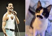 Um gato doméstico na Califórnia está se tornando viral por seu "bigode" que tem uma semelhança com o bigode usado pelo vocalista do Queen, Freddie Mercury Foto: reprodução instagram