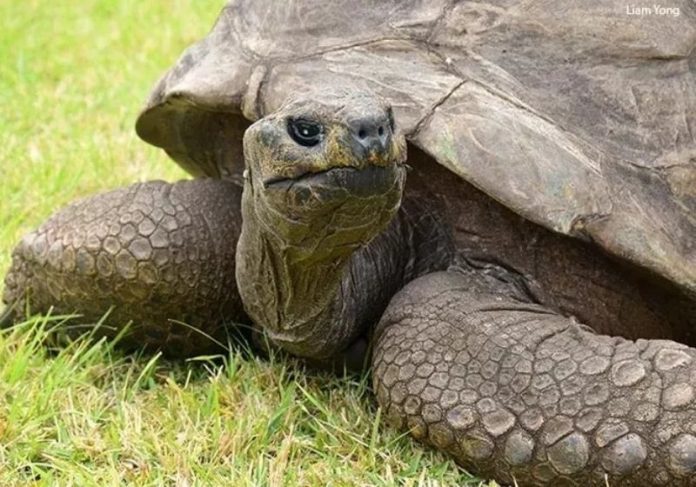 190 anos e é o animal mais velho do mundo - Foto: Divulgação