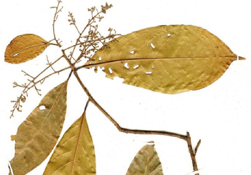 O louro tem uma substância chamada riparina 3, que combate a depressão, mostram estudos brasileiros - Foto: Reprodução / UFC