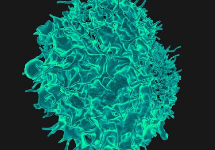 O magnésio funciona para que os linfócitos T (foto acima) eliminem com mais facilidade células infectadas por câncer ou vírus - Foto: Reprodução / NIAID