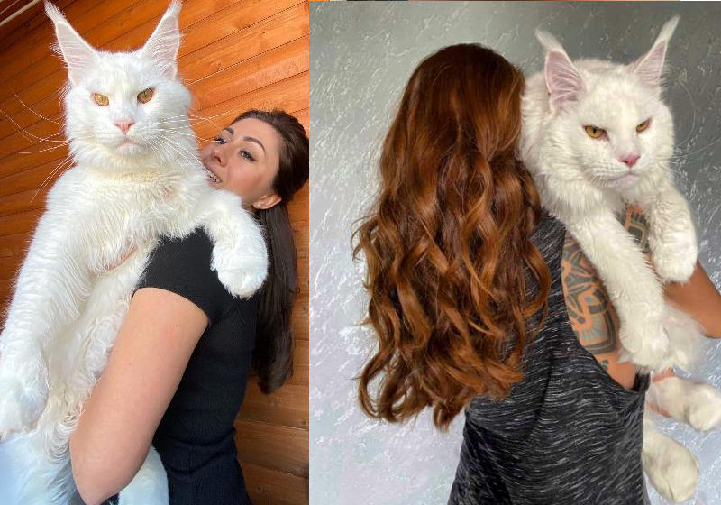 Kefir tem 1 ano e 10 meses e pesa 12,5 kg Foto: SWNS