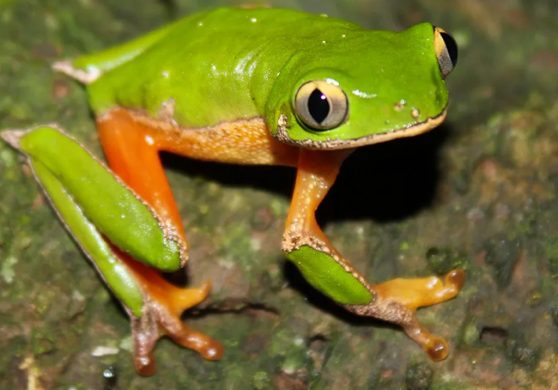 A espécie rara da perereca foi encontrada em meio a Mata Atlântica - Foto: USP