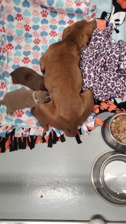 A mãe amamentando os filhotinhos - Foto: reprodução / Facebook