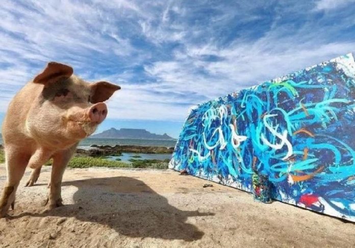 Pigcasso, a porca pintora e um dos seus quadros - Foto: reprodução / Instagram