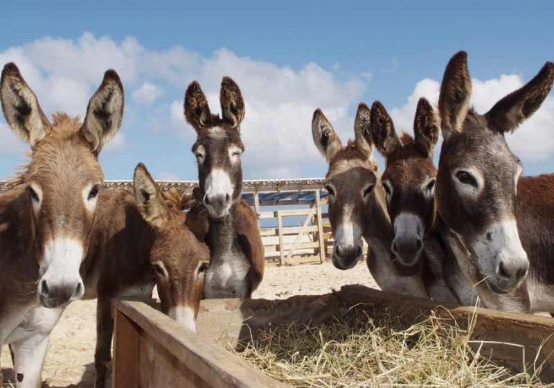 Segundo decisão da justiça, o abate é feito sem controle e preocupação com a cadeia de reprodução do animal - Foto: reprodução