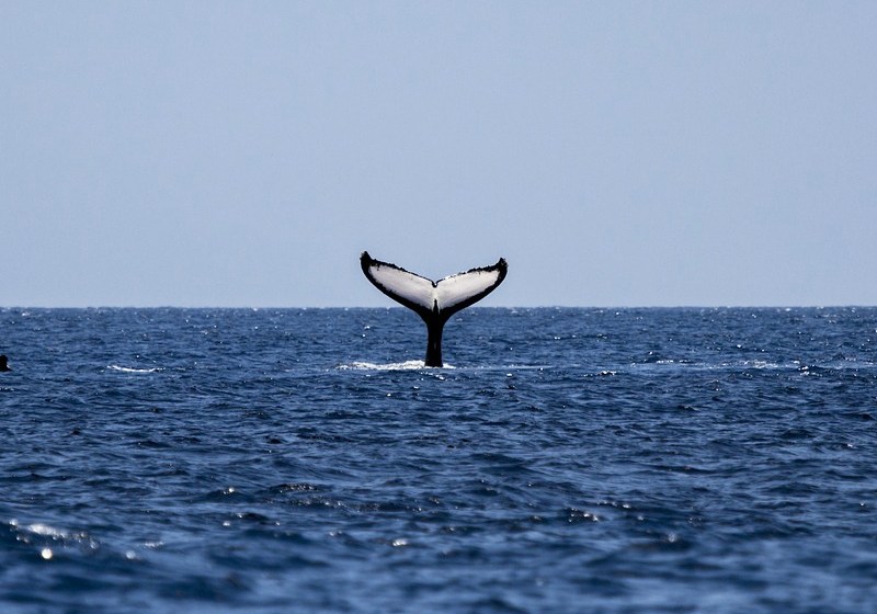 A Islândia anunciou o fim da caça comercial de baleias a partir de 2024 - Foto: Pixabay