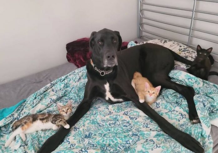 Gigante gentil: Dogue alemão é pai adotivo de gatinhos abandonados