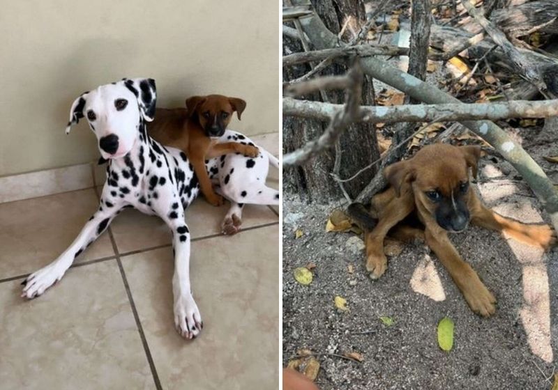 Dálmata e filhote resgatado se tornaram grandes amigos - Fotos: The Dodo