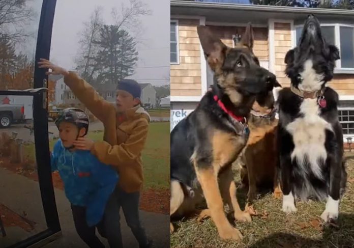 Vídeo de meninos salvando 3 cães de incêndio viraliza