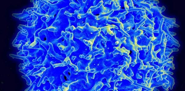 Uma célula T humana saudável - Foto: Instituto Nacional de Saúde