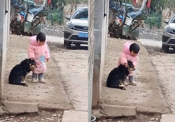 Comovente: menina tapa orelhas de cão para proteger do barulho de fogos [vídeo]