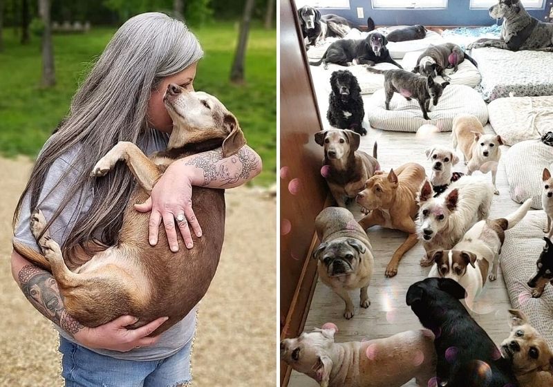 O local já acolheu mais de 790 cães idosos. Fotos: Divulgação