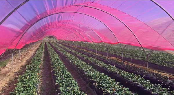 O plástico vermelho melhora a luz natural do sol durante o ano inteiro - Foto: divulgação