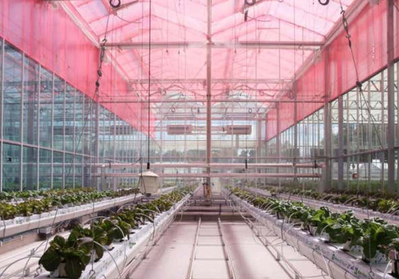 Australianos descobriram que cobrir estufas com um plástico vermelho aumenta a produção de clorofila e favorece o desenvolvimento das plantações durante todo o ano - Foto: divulgação