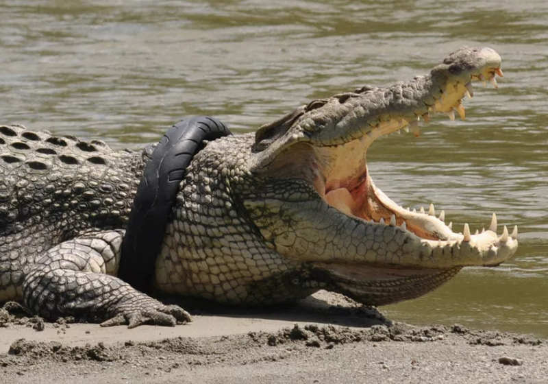 Após passar 6 anos com pneu preso ao pescoço o crocodilo de quase 6 metros foi libertado Foto: Reuters