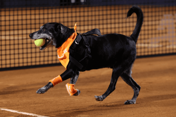 Cãodula da Rio Open 2022 roubou a cena na quadra de tênis - Foto Twitter Rio Open