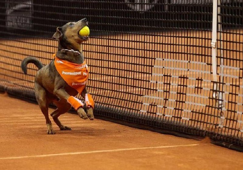Cãodula da Rio Open 2022 roubou a cena na quadra de tênis - Foto Twitter Rio Open