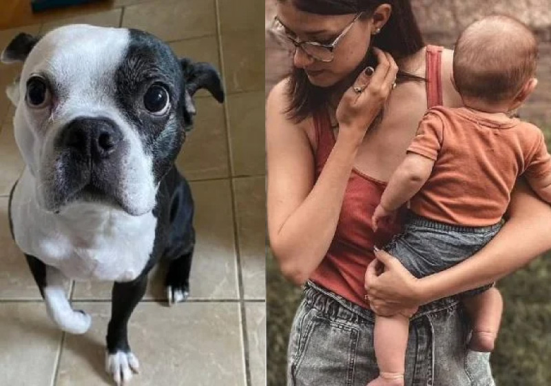 O super-cão alertou os pais durante a madrugada sobre a situação do bebê. - Foto: arquivo pessoal