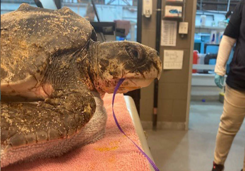 A equipe de médicos vetinários do Sea Turtle Hospital removeu boa parte do cordão ingerido pela tartaruga marinha numa cirurgia delicada Foto: Facebook