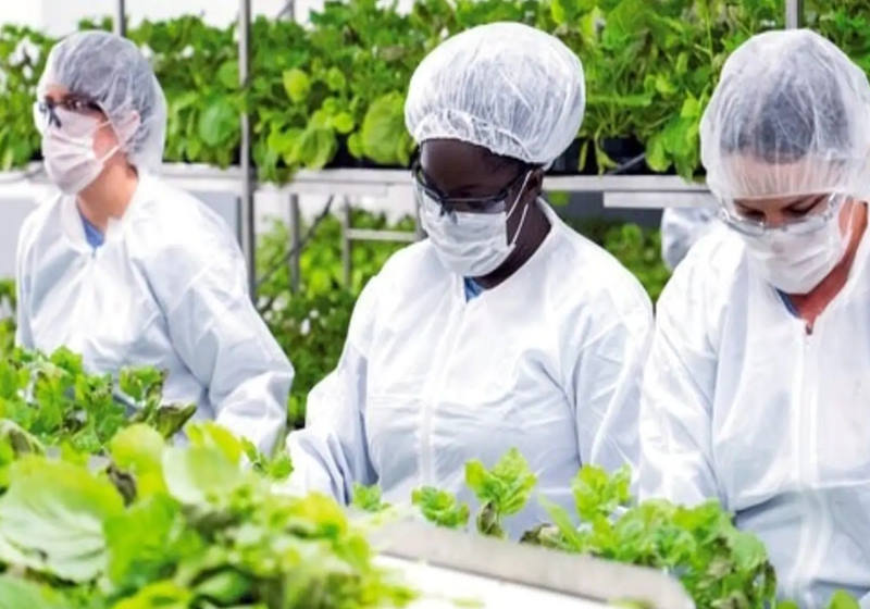 A farmacêutica canadense diz que sua vacina Covid-19 à base de plantas mostrou forte proteção contra o coronavírus Foto: AP