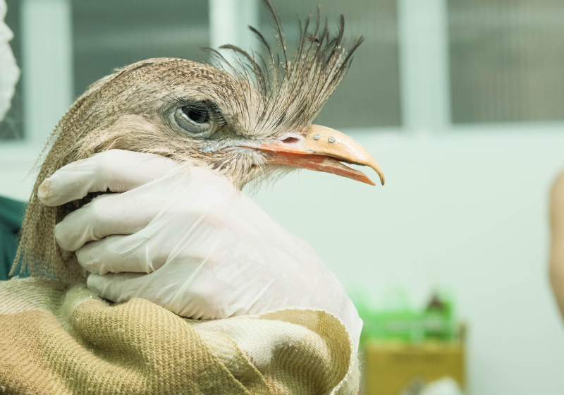 Uma seriema de 28 anos recebeu uma prótese de bico, feita em impressora 3D - Foto: Zoológico de Guarulhos