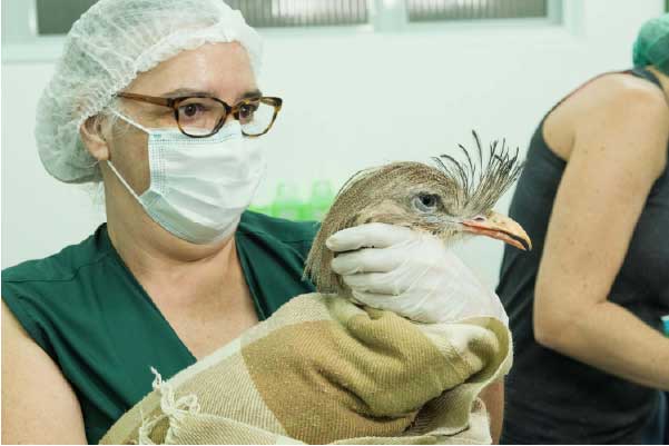A ave passou por uma cirurgia tranquila - Foto: Zoológico de Guarulhos
