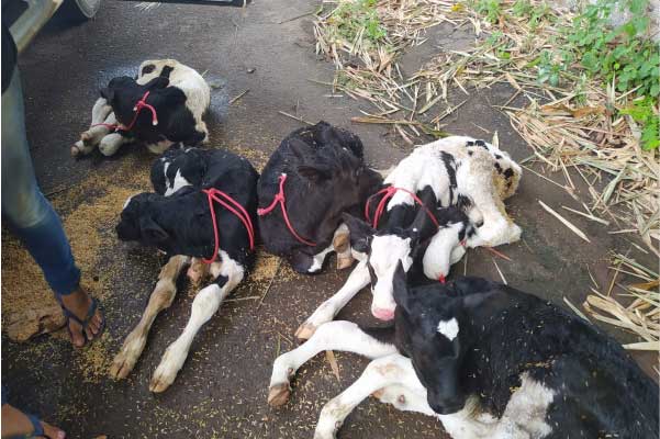 A PRF levou os bezerros até uma propriedade local, onde os animais foram alimentados. - Foto: Divulgação – PRF