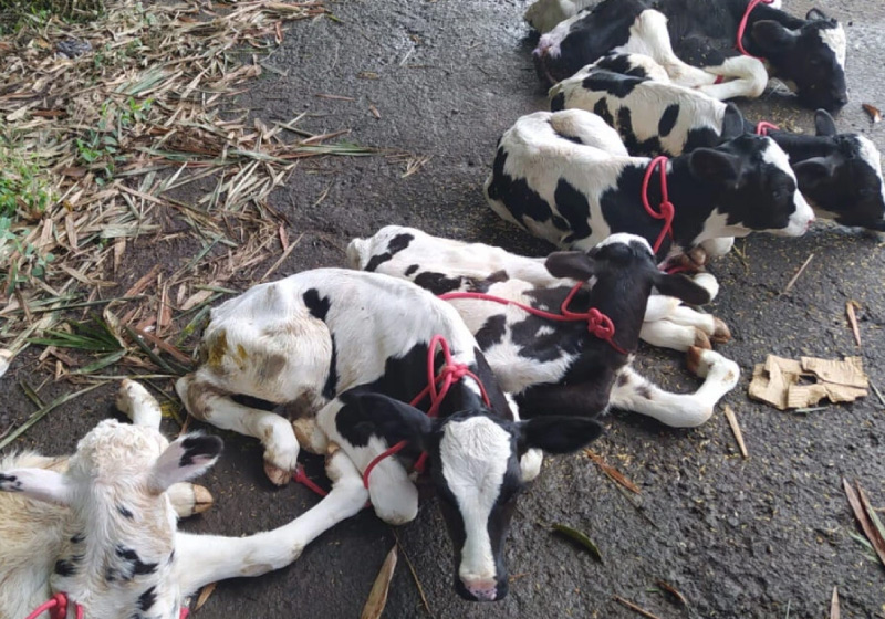 Polícia resgata 14 bezerros transportados em veículo fechado, em Porangatu (GO) - Foto: Divulgação - PRF