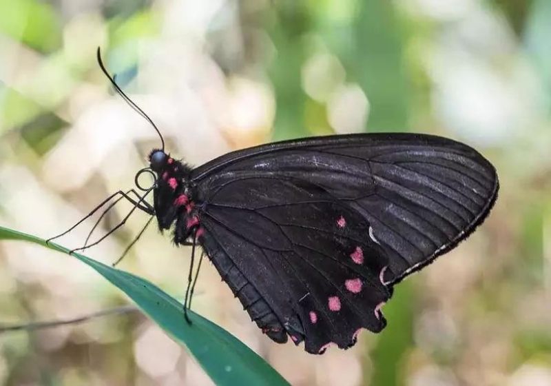 O reencontro aconteceu durante as atividades de monitoramento de fauna realizadas pela equipe de biólogos da Vale. Foto: Divulgação/Vale
